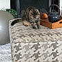 cat, tabby, beads, bracelet, ottoman, patterned_fabric, fireplace, wooden_tray, teapot, exercise_ball, carpet, indoor, pet, furniture, curious, animal, domestic, cozy, living_room, decor
