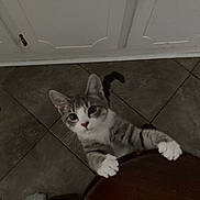 Grisgris is registered to the contest to win money with this photo: cat, tabby, white_paws, curious, looking_up, table, wooden_table, floor, tiled_floor, indoor, pet, animal, whiskers, ears, tail, human_foot, sock, claw, feline, domestic