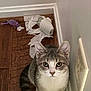 Grisgris joined the competition — help win amazing prizes! cat, gray_cat, white_cat, curious, wood_floor, wall, outlet, torn_paper, air_freshener, purple_toy, toy_mouse, pet, indoor, mischief, playful, close_up, animal, domestic_cat, feline, looking_up
