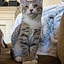 Grisgris is registered to the contest to win money with this photo: cat, kitten, tabby, gray, white, sitting, couch, indoor, blanket, curious, pet, feline, fur, whiskers, ears, eyes, cozy, home, mantel, furniture