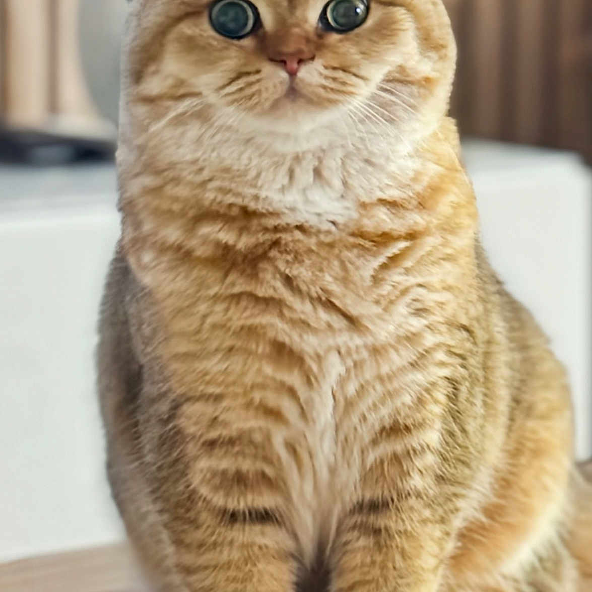 Yuna a rejoint le concours — aidez-le/la à gagner de superbes lots ! adorable, alert, animal, blurred_background, cat, closeup, cute, domestic, feline, fluffy, fur, indoor, mammal, pet, portrait, sitting, tabby, whiskers, wide_eyes, wooden_floor