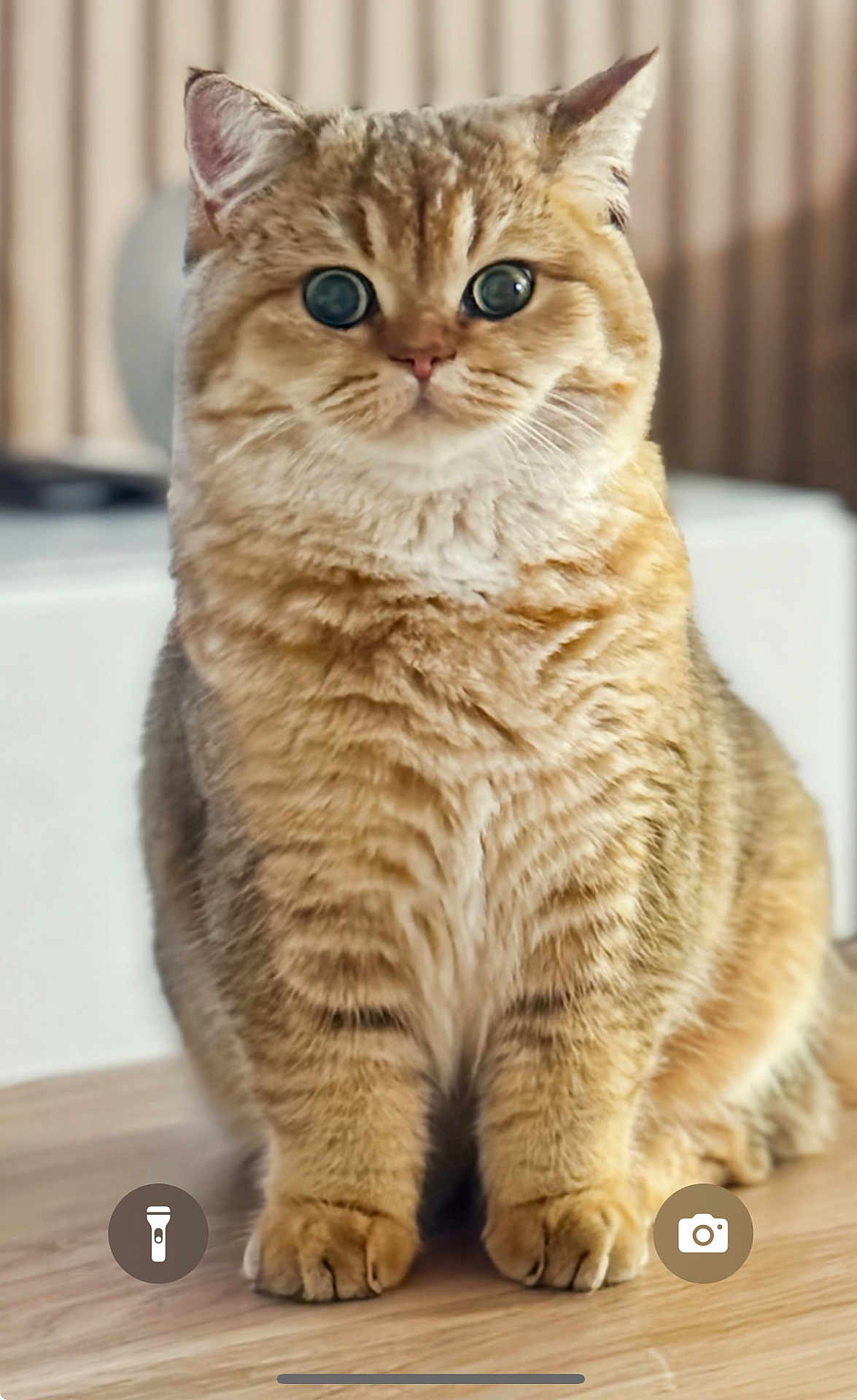 Yuna a rejoint le concours — aidez-le/la à gagner de superbes lots ! cat, animal, pet, feline, fluffy, wide_eyes, indoor, wooden_floor, blurred_background, sitting, cute, tabby, fur, whiskers, portrait, domestic, alert, mammal, closeup, adorable
