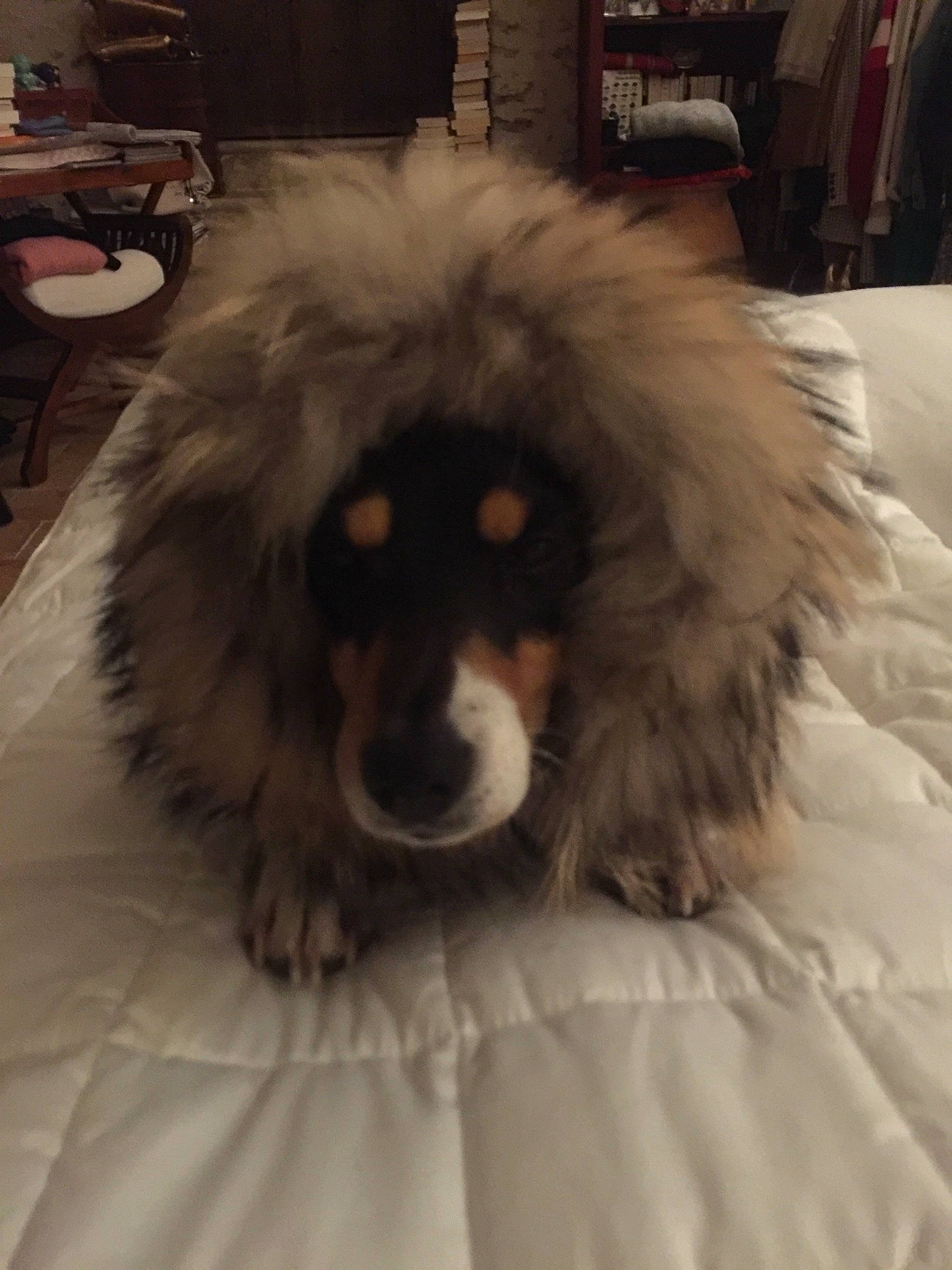 Ishka a rejoint le concours — aidez-le/la à gagner de superbes lots ! ancient_dog_breeds, canidae, carnivore, companion_dog, dog, dog_breed, fur, nose, puppy, snout, sporting_group