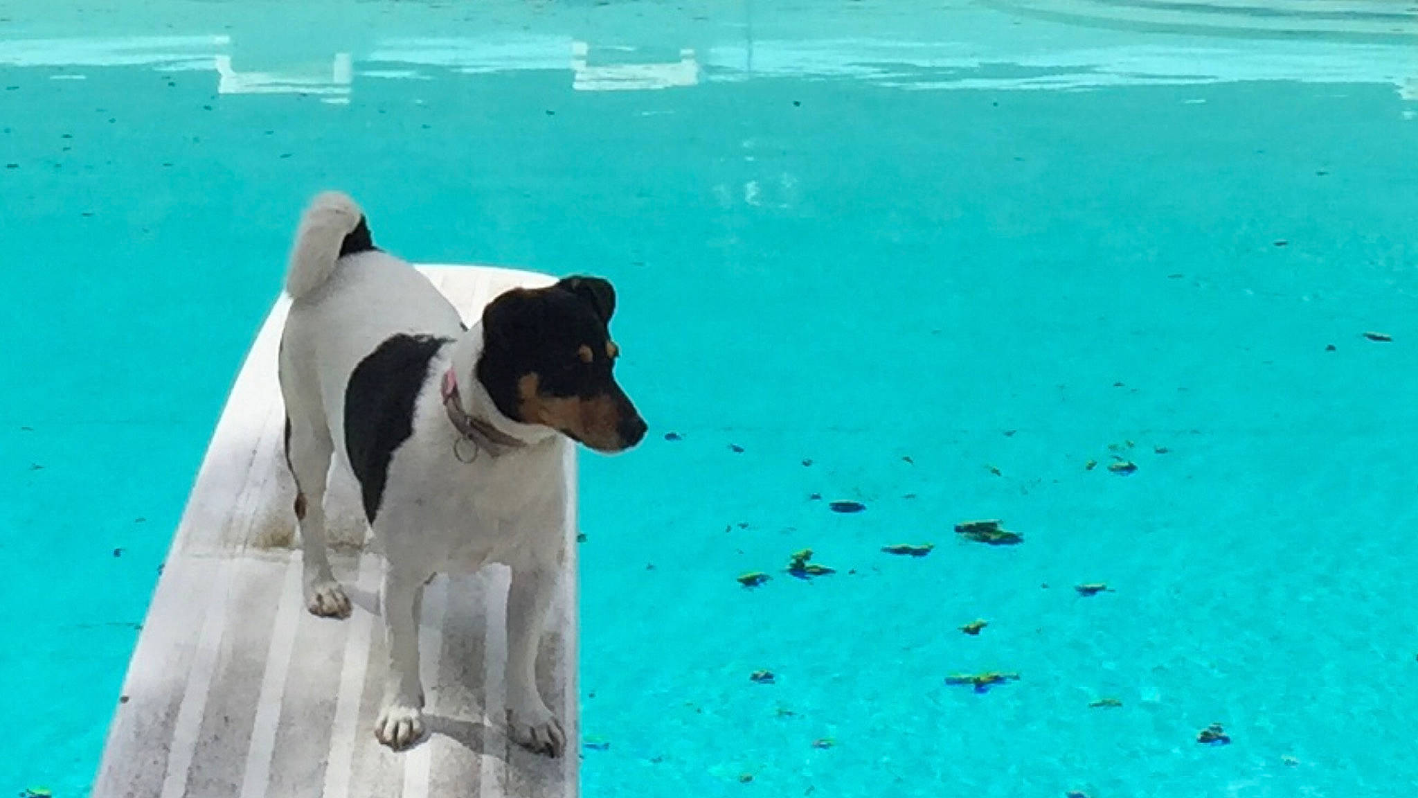 Ishka participe au concours pour gagner de l'argent avec cette photo : brazilian_terrier, canidae, carnivore, chilean_fox_terrier, danish_swedish_farmdog, dog, dog_breed, fox_terrier, jack_russell_terrier, mammal, rat_terrier, ratonero_bodeguero_andaluz, smooth_fox_terrier, sporting_group, tenterfield_terrier, toy_fox_terrier