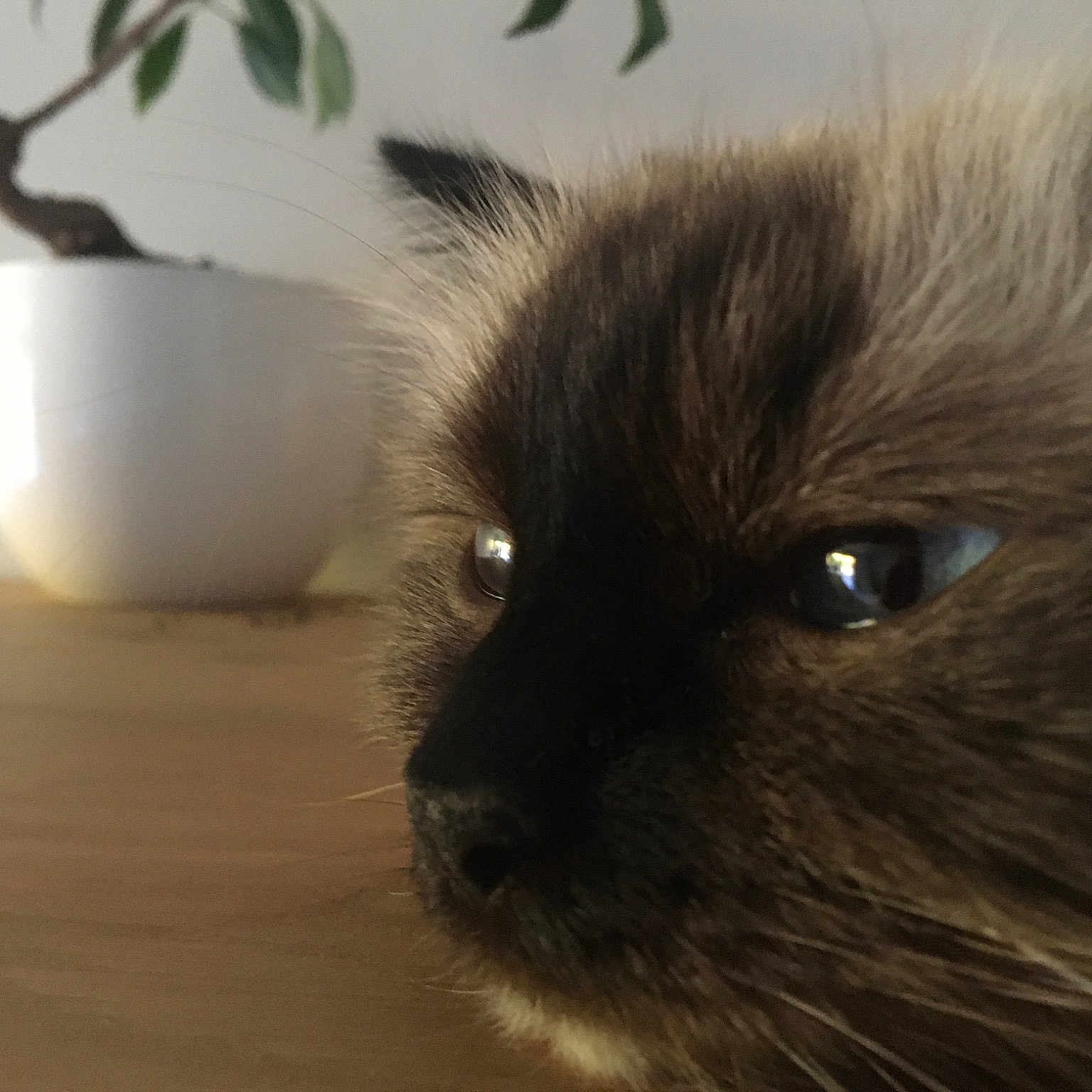Milo