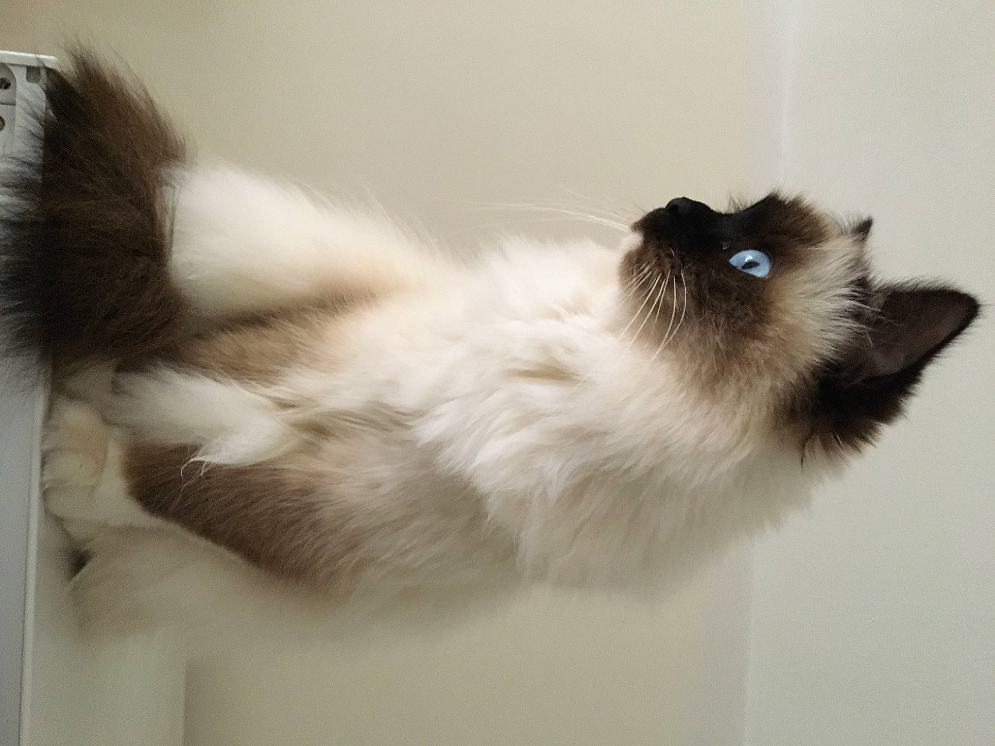 Milo participe au concours pour gagner de l'argent avec cette photo : balinese, birman, carnivore, cat, fawn, felidae, fur, siamese, small_to_medium_sized_cats, snout, tail, terrestrial_animal, thai, whiskers