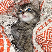 Wendy is registered to the contest to win money with this photo: kitten, cat, animal, pet, feline, fur, whiskers, ears, eyes, blanket, woven, orange, white, texture, cozy, cute, closeup, indoor, resting, soft
