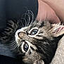 kitten, tabby, close_up, whiskers, fur, pet, animal, cute, young, eyes, paw, soft, cozy, resting, indoor, portrait, feline, adorable, small, curious