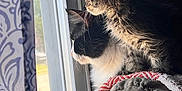 Wendy joined the competition — help win amazing prizes! cat, cats, window, curious, indoor, couch, blanket, feline, pet, animal, fur, daylight, looking, side_view, domestic, two_animals, cozy, resting, whiskers, ears