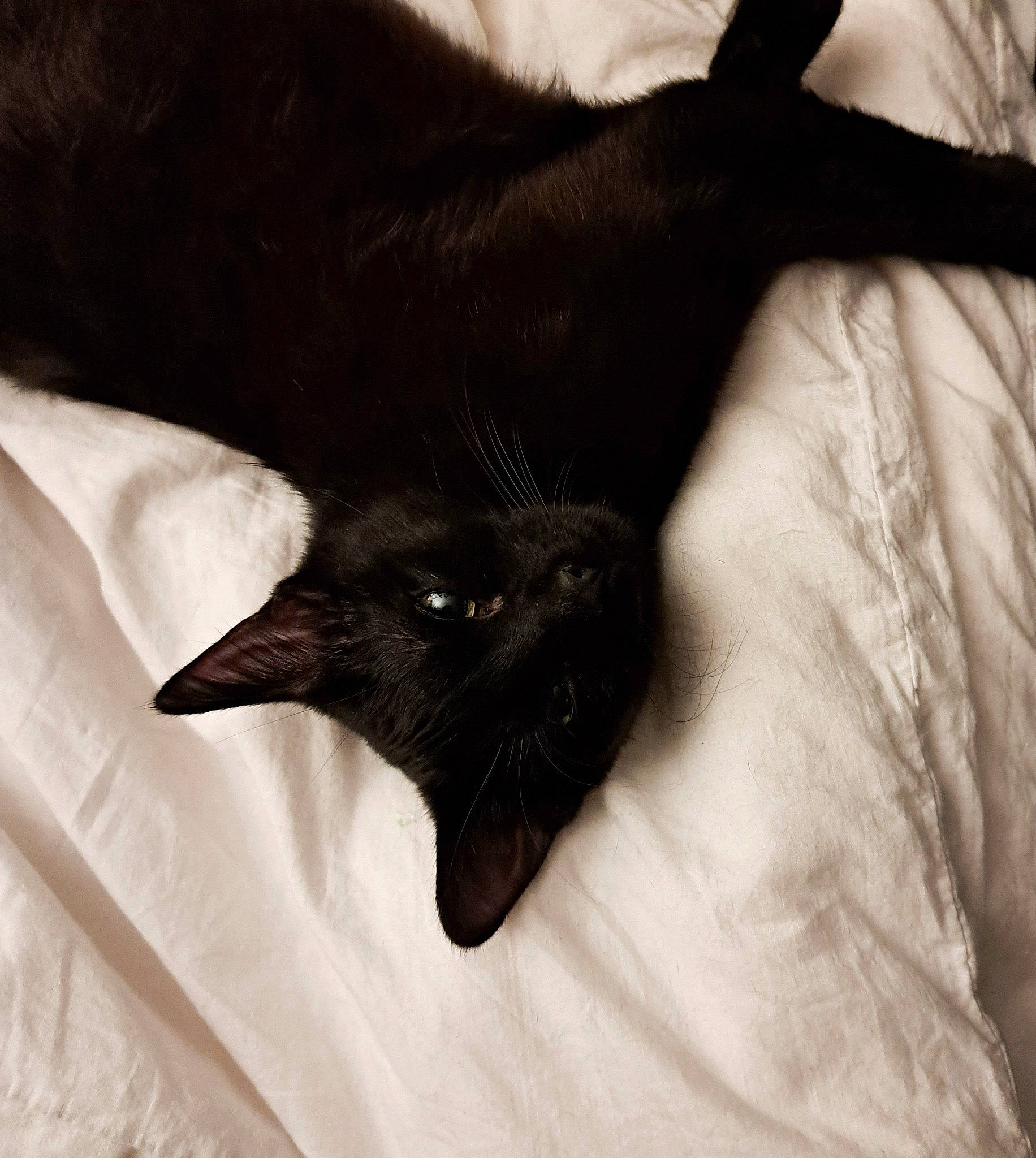 Tempête a rejoint le concours — aidez-le/la à gagner de superbes lots ! black_cat, bombay, carnivore, cat, claw, comfort, domestic_short_haired_cat, ear, felidae, finger, fur, gesture, linens, monochrome_photography, nap, sleeve, small_to_medium_sized_cats, snout, tail, whiskers