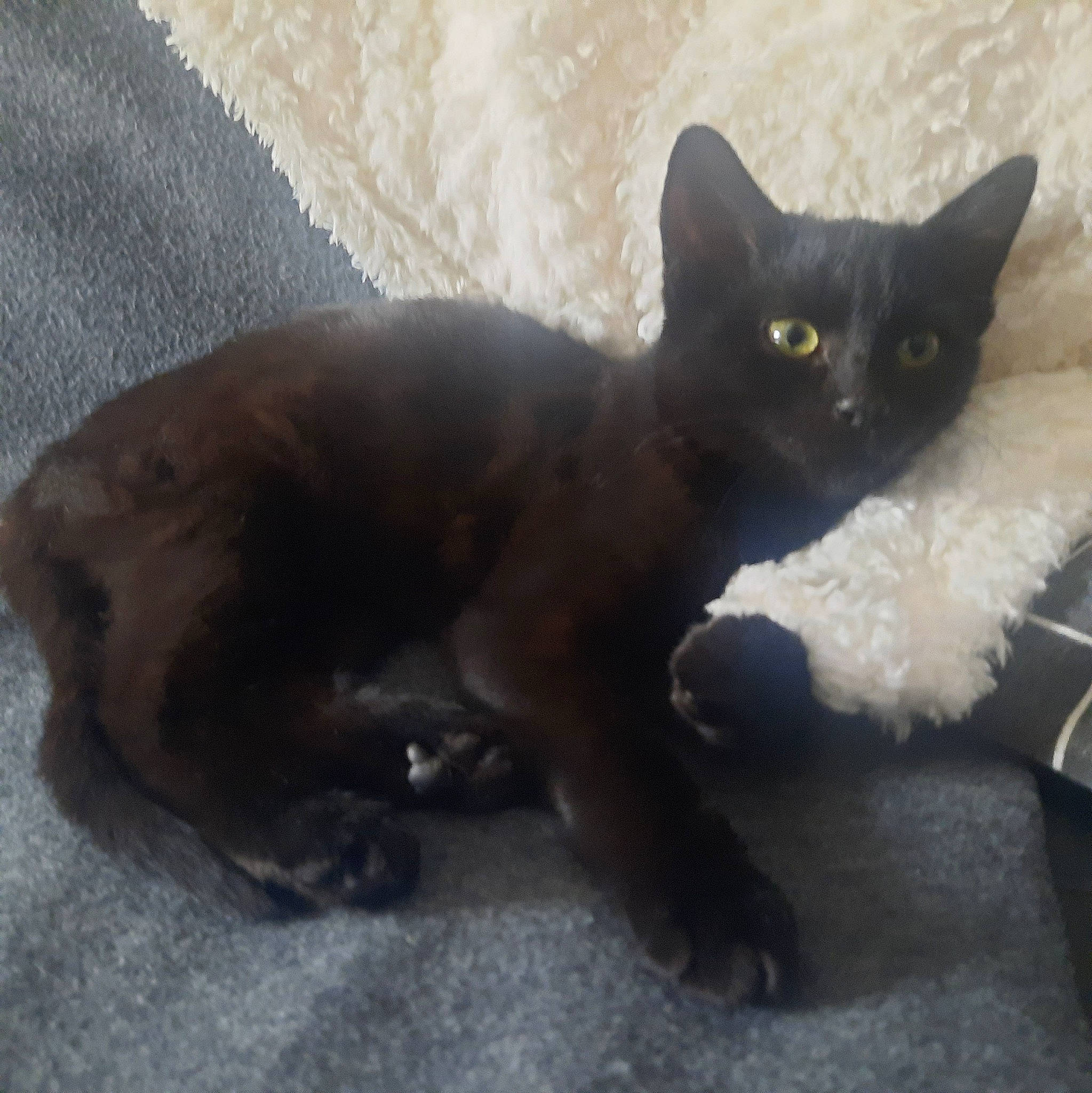 Tempête a rejoint le concours — aidez-le/la à gagner de superbes lots ! black_cat, bombay, carnivore, cat, claw, domestic_short_haired_cat, felidae, fur, grey, havana_brown, iris, paw, small_to_medium_sized_cats, snout, tail, terrestrial_animal, whiskers