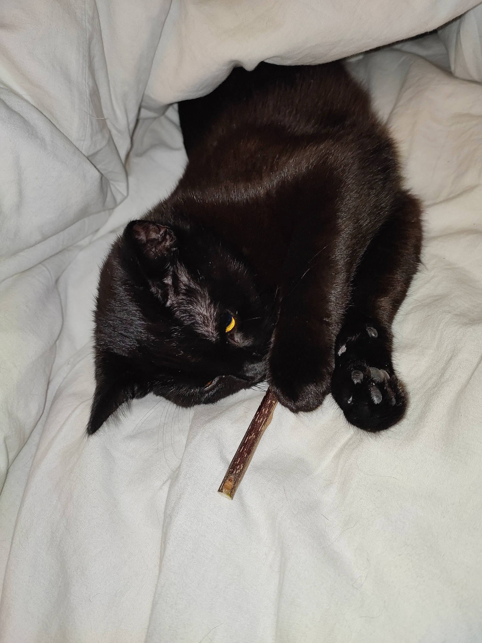 Tempête a rejoint le concours — aidez-le/la à gagner de superbes lots ! black_cat, bombay, canidae, carnivore, cat, claw, comfort, dog_breed, domestic_short_haired_cat, fashion_accessory, felidae, fur, havana_brown, linens, paw, small_to_medium_sized_cats, sporting_group, tail, terrestrial_animal, whiskers