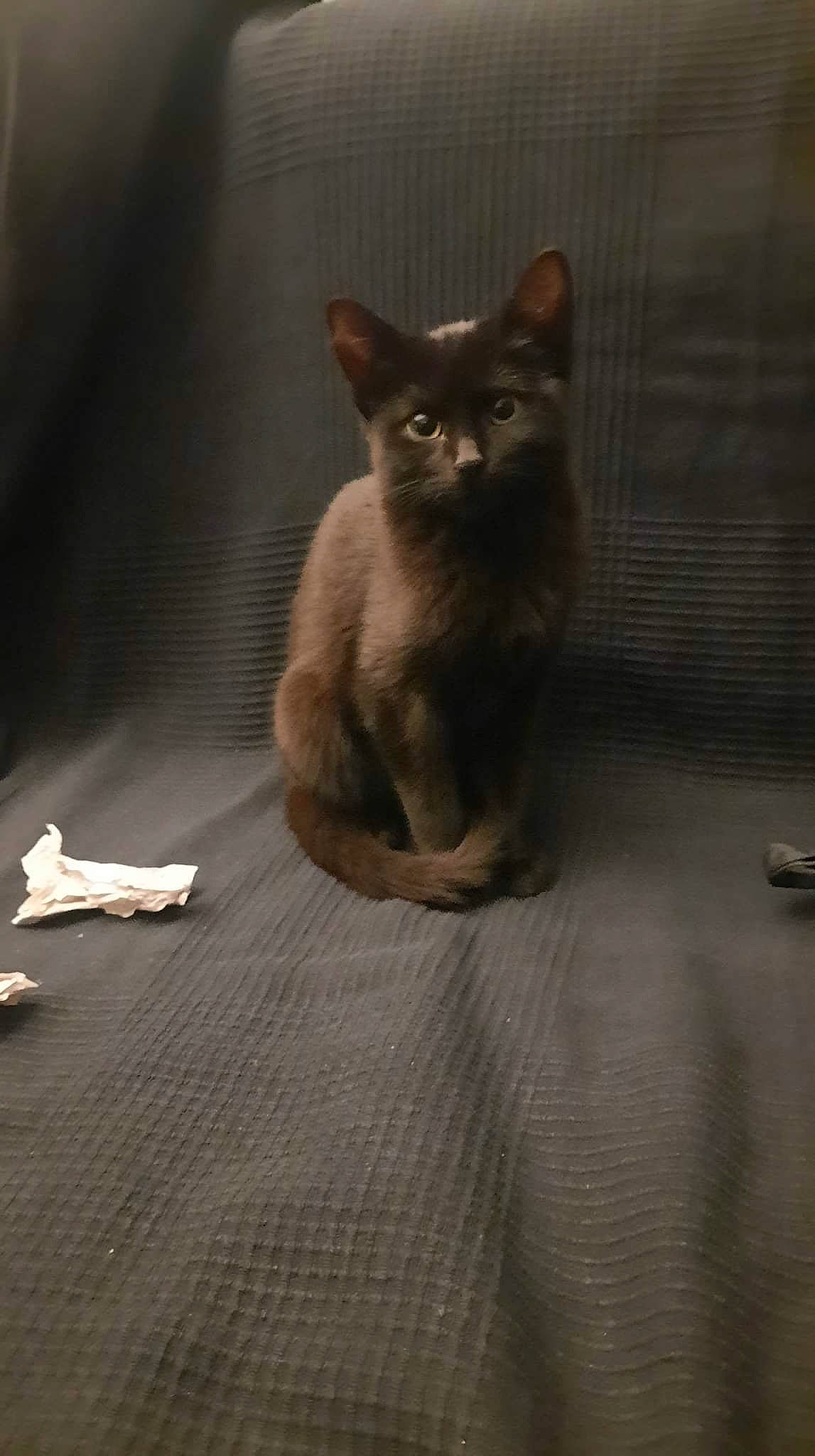 Tempête a rejoint le concours — aidez-le/la à gagner de superbes lots ! carnivore, cat, comfort, domestic_short_haired_cat, fawn, felidae, flooring, fur, grey, hardwood, paw, shadow, siamese, sitting, small_to_medium_sized_cats, snout, tail, terrestrial_animal, whiskers, wood