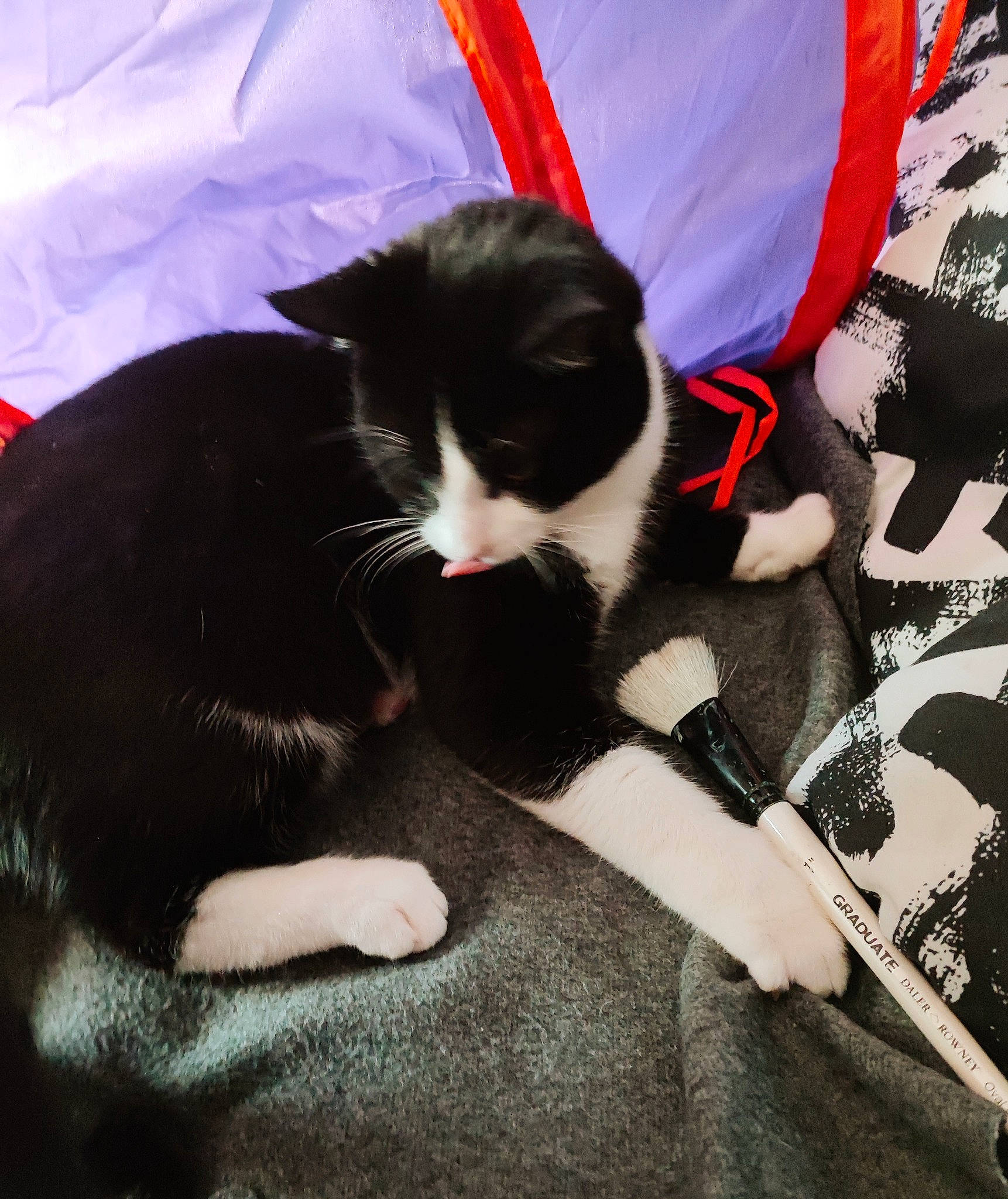 Tonnerre a rejoint le concours — aidez-le/la à gagner de superbes lots ! black_cat, carmine, carnivore, cat, claw, comfort, domestic_short_haired_cat, felidae, flooring, foot, fur, human_leg, lap, linens, nap, paw, small_to_medium_sized_cats, snout, tail, whiskers