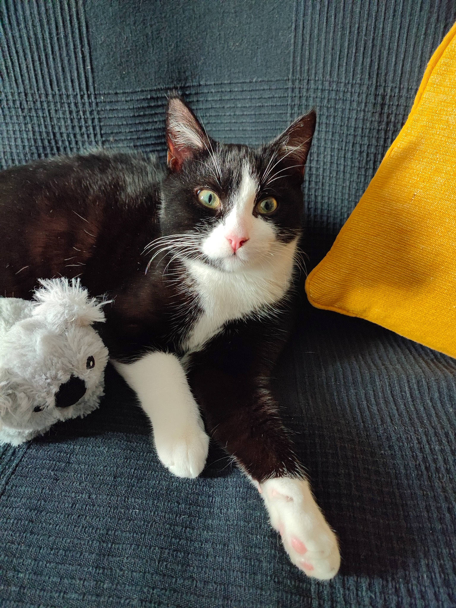 Tonnerre a rejoint le concours — aidez-le/la à gagner de superbes lots ! black_cat, carnivore, cat, claw, comfort, domestic_short_haired_cat, eye, felidae, foot, formal_wear, fur, grey, human_leg, lap, paw, sitting, small_to_medium_sized_cats, snout, tail, whiskers