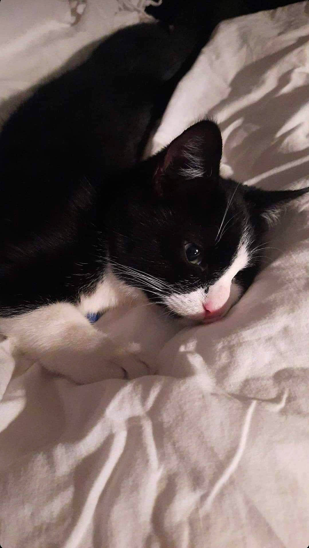 Tonnerre participe au concours pour gagner de l'argent avec cette photo : black_cat, carnivore, cat, claw, comfort, domestic_short_haired_cat, felidae, foot, fur, grey, human_leg, linens, monochrome_photography, nap, paw, small_to_medium_sized_cats, tail, whiskers