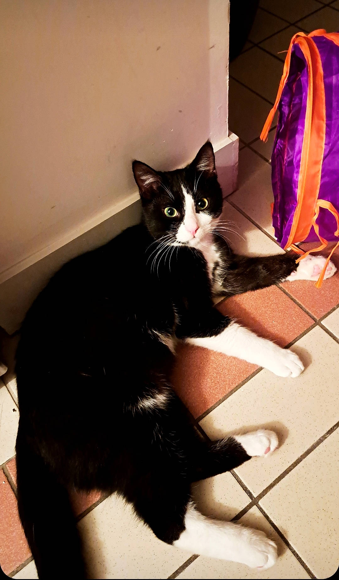 Tonnerre participe au concours pour gagner de l'argent avec cette photo : black_cat, carnivore, cat, comfort, domestic_short_haired_cat, eyewear, felidae, floor, flooring, formal_wear, fur, human_leg, leg, shadow, sitting, small_to_medium_sized_cats, snout, tail, tints_and_shades, whiskers