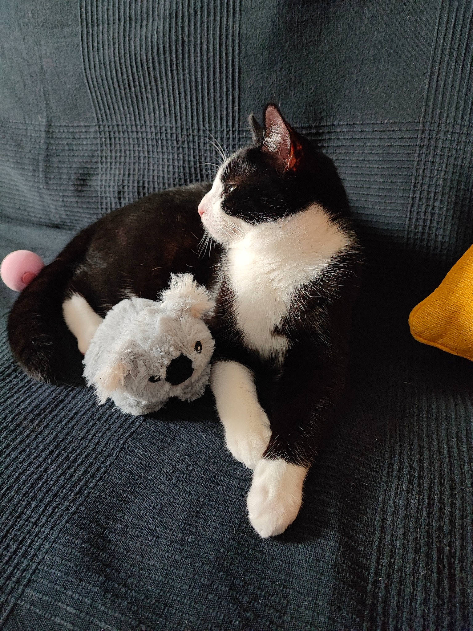 Tonnerre participe au concours pour gagner de l'argent avec cette photo : black_cat, carnivore, cat, comfort, companion_dog, domestic_short_haired_cat, eye, felidae, foot, formal_wear, fur, human_leg, lap, paw, small_to_medium_sized_cats, snout, tail, thigh, whiskers, wood