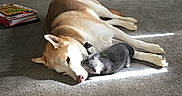 Sierra is registered to the contest to win money with this photo: dog, kitten, pet, cuddling, carpet, sunlight, indoor, pajamas, person, foot, blanket, sofa, colorful, relaxing, cozy, animal, domestic, floor, resting, companion