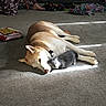 dog, kitten, pet, cuddling, carpet, sunlight, indoor, pajamas, person, foot, blanket, sofa, colorful, relaxing, cozy, animal, domestic, floor, resting, companion