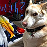 Sierra joined the competition — help win amazing prizes! dog, indoor, blanket, collar, tag, exercise_bike, bookshelf, cabinet, stickers, handwritten_text, puzzle, fur, ears, nose, brown, white, polka_dot, colorful, person_hand, phone