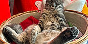 Calie participe au concours pour gagner de l'argent avec cette photo : animal, basket, blurred_background, cat, chair, comfort, cozy, fabric, feline, fur, home, indoor, paws, pet, red_curtain, relaxed, resting, sleepy, tabby_cat, whiskers