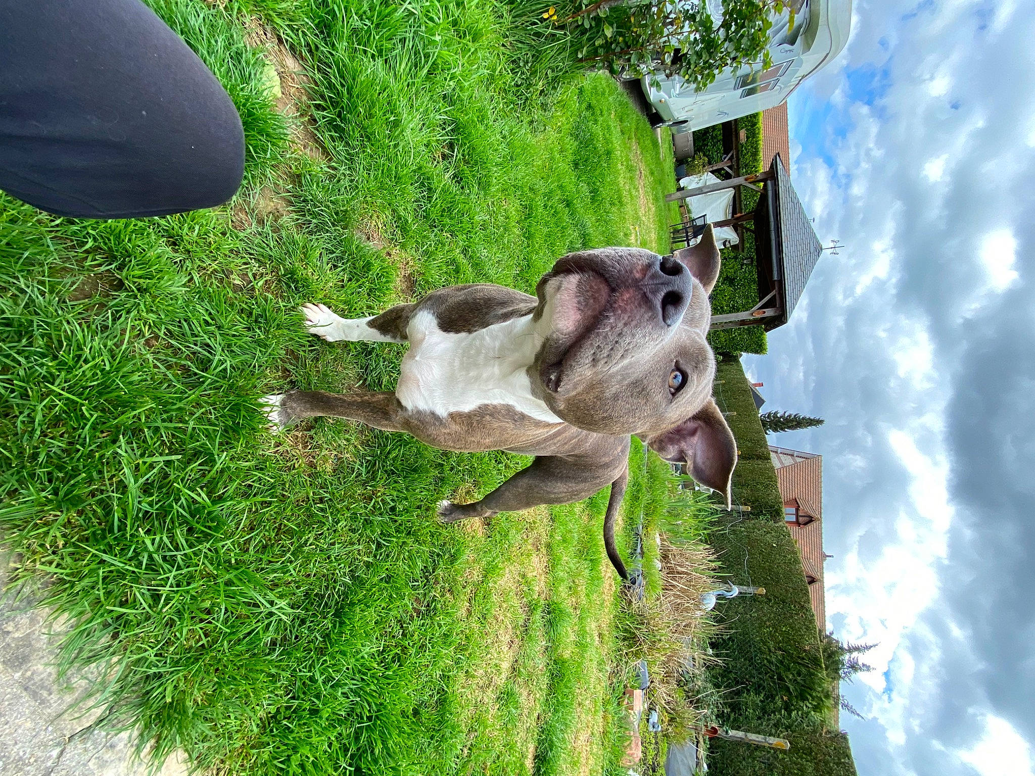 Aya participe au concours pour gagner de l'argent avec cette photo : canidae, carnivore, cloud, collar, companion_dog, dog, dog_breed, fawn, grass, green, groundcover, lawn, plant, sky, snout, sporting_group, tail, tree, working_animal, world