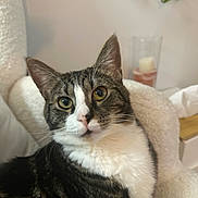 Tchalla participe au concours pour gagner de l'argent avec cette photo : cat, tabby, indoor, pet, feline, cozy, chair, curious, whiskers, yellow_eyes, white_chest, relaxed, candle, glass_holder, plant, home_interior, fur, closeup, domestic_animal, portrait