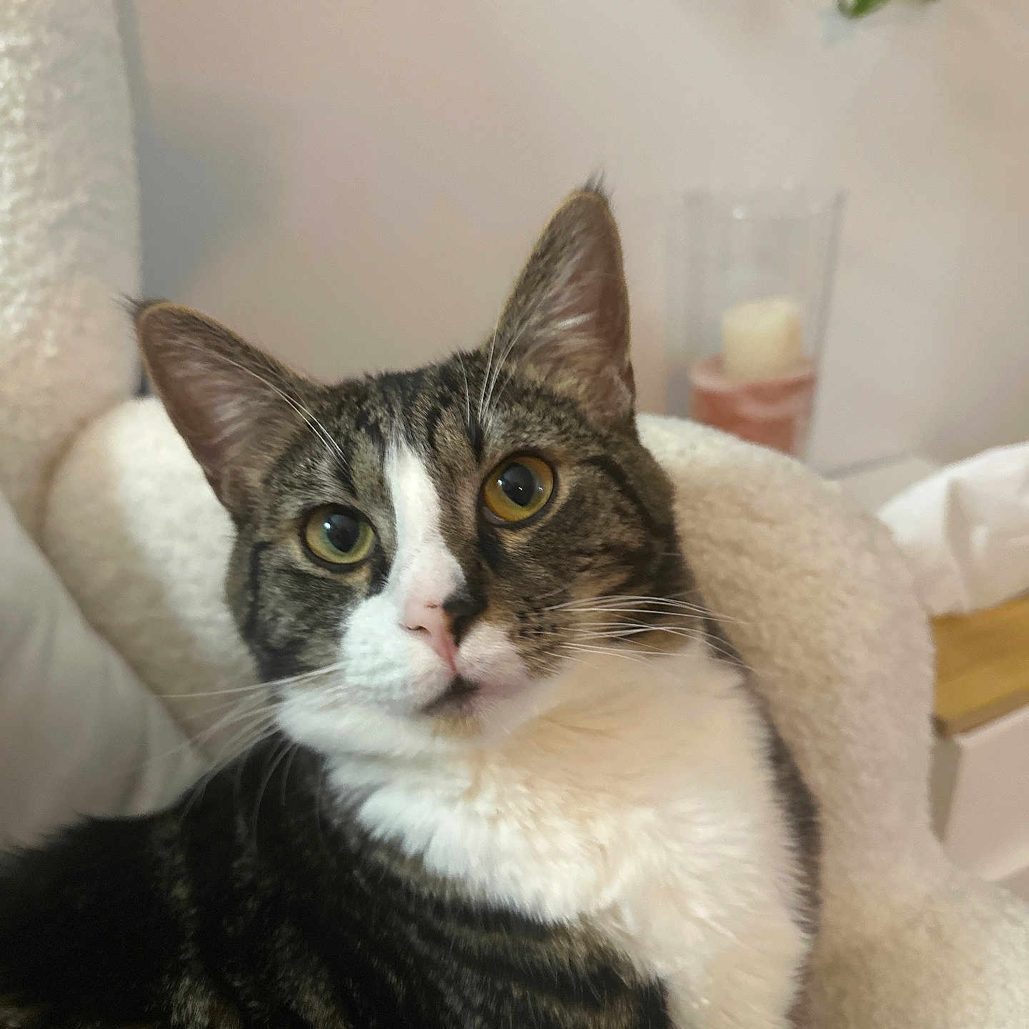 Tchalla participe au concours pour gagner de l'argent avec cette photo : cat, tabby, indoor, pet, feline, cozy, chair, curious, whiskers, yellow_eyes, white_chest, relaxed, candle, glass_holder, plant, home_interior, fur, closeup, domestic_animal, portrait