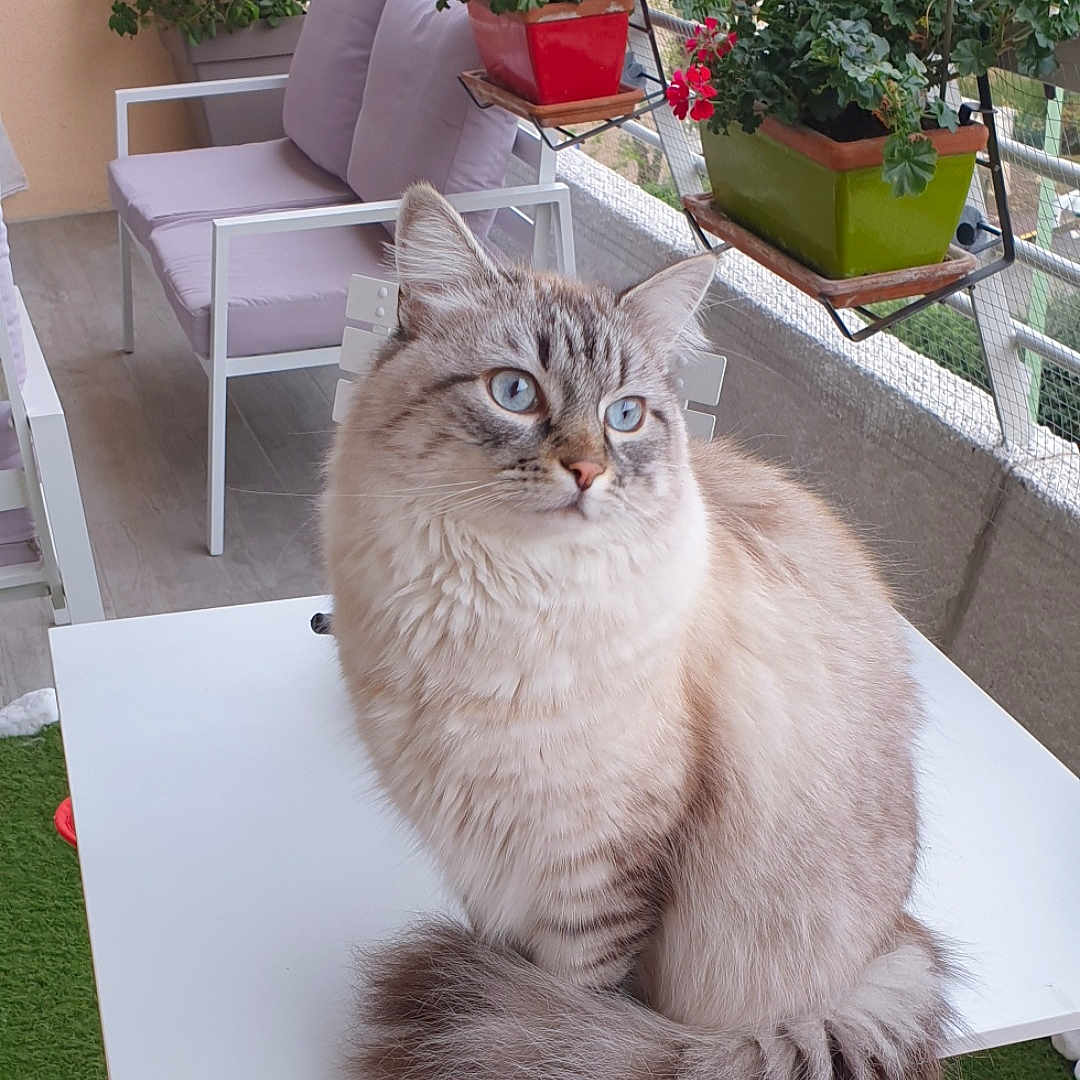 Oslo a rejoint le concours — aidez-le/la à gagner de superbes lots ! animal, architecture, balcony, building, cat, chair, coffeetable, flower, furniture, indoors, jar, livingroom, pet, plant, planter, pottedplant, pottery, room, table, vase