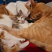 Lil Bit joined the competition — help win amazing prizes! animal, cat, closeup, cozy, cute, domestic_animal, ears, feline, fur, hairbrush, indoor, kitten, paws, pet, red_surface, resting, sleeping, snuggling, tail, whiskers
