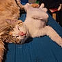 Lil Bit joined the competition — help win amazing prizes! animal, bed, blue_surface, cat, closeup, companion, cozy, cute, domestic, fluffy, fur, indoor, kitten, paw, pet, relaxed, resting, sleeping, soft, whiskers