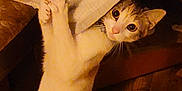 Lil Bit is registered to the contest to win money with this photo: animal, blanket, cat, cloth, cozy, curious, cute, feline, fur, grip, hiding, indoor, mischievous, paws, peeking, pet, playful, whiskers, wide_eyes, wooden_floor