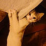 animal, blanket, cat, cloth, cozy, curious, cute, feline, fur, grip, hiding, indoor, mischievous, paws, peeking, pet, playful, whiskers, wide_eyes, wooden_floor