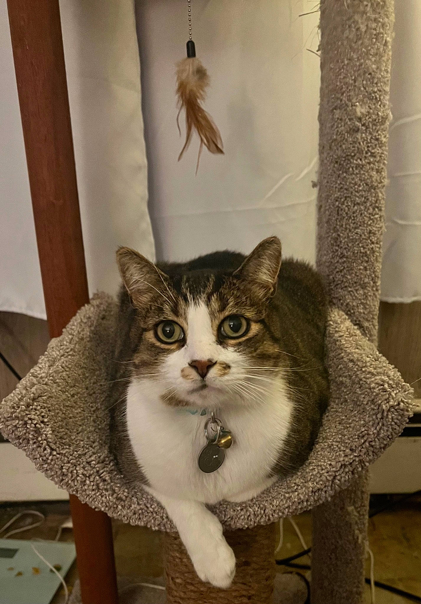 Oliver joined the competition — help win amazing prizes! art, box, carnivore, cat, domestic_short_haired_cat, door, felidae, fur, photo_caption, small_to_medium_sized_cats, snout, tail, terrestrial_animal, tree, twig, vertebrate, whiskers, window, wood