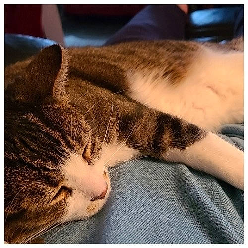 Oliver joined the competition — help win amazing prizes! carnivore, cat, claw, cloud, comfort, domestic_short_haired_cat, felidae, fur, metal, nap, paw, photo_caption, rectangle, sleep, small_to_medium_sized_cats, snapshot, snout, square, tail, whiskers