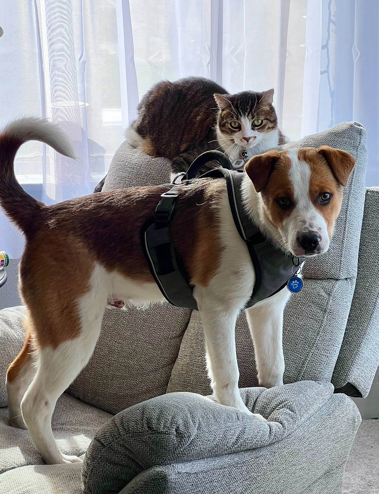 Luke joined the competition — help win amazing prizes! canidae, carnivore, cat, collar, comfort, companion_dog, dog, dog_breed, door, eyewear, fawn, fur, paw, pet_supply, snout, sporting_group, tail, whiskers, window, working_animal