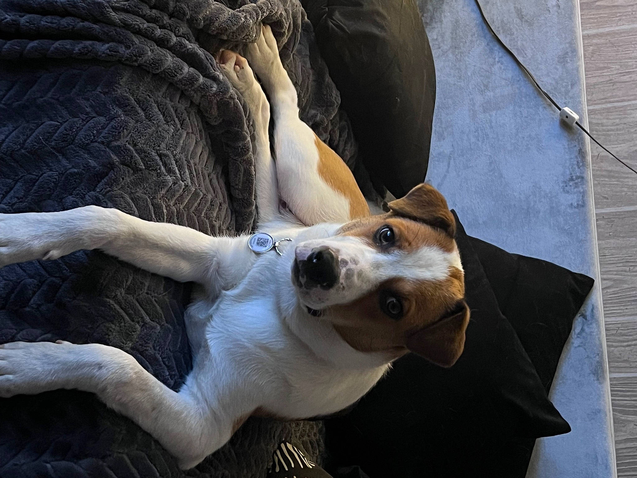 Luke is registered to the contest to win money with this photo: ancient_dog_breeds, canidae, carnivore, collar, comfort, companion_dog, dog, dog_breed, dog_collar, fawn, fur, human_leg, linens, non_sporting_group, snout, sporting_group, terrestrial_animal, whiskers, working_animal