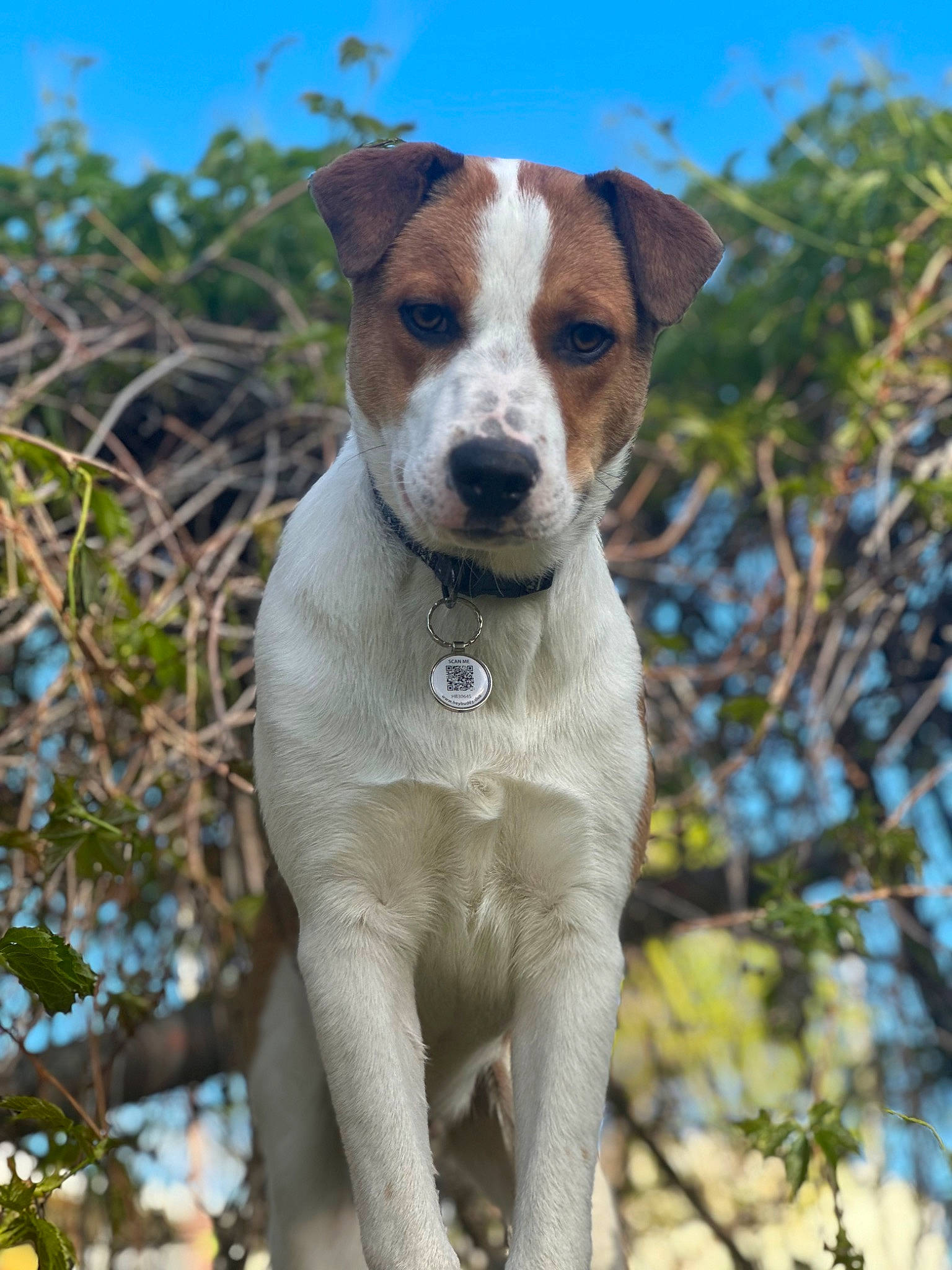 Luke joined the competition — help win amazing prizes! ancient_dog_breeds, canidae, carnivore, collar, companion_dog, dog, dog_breed, dog_collar, fawn, gun_dog, hunting_dog, plant, sky, snout, sporting_group, tree, twig, whiskers, working_animal, working_dog