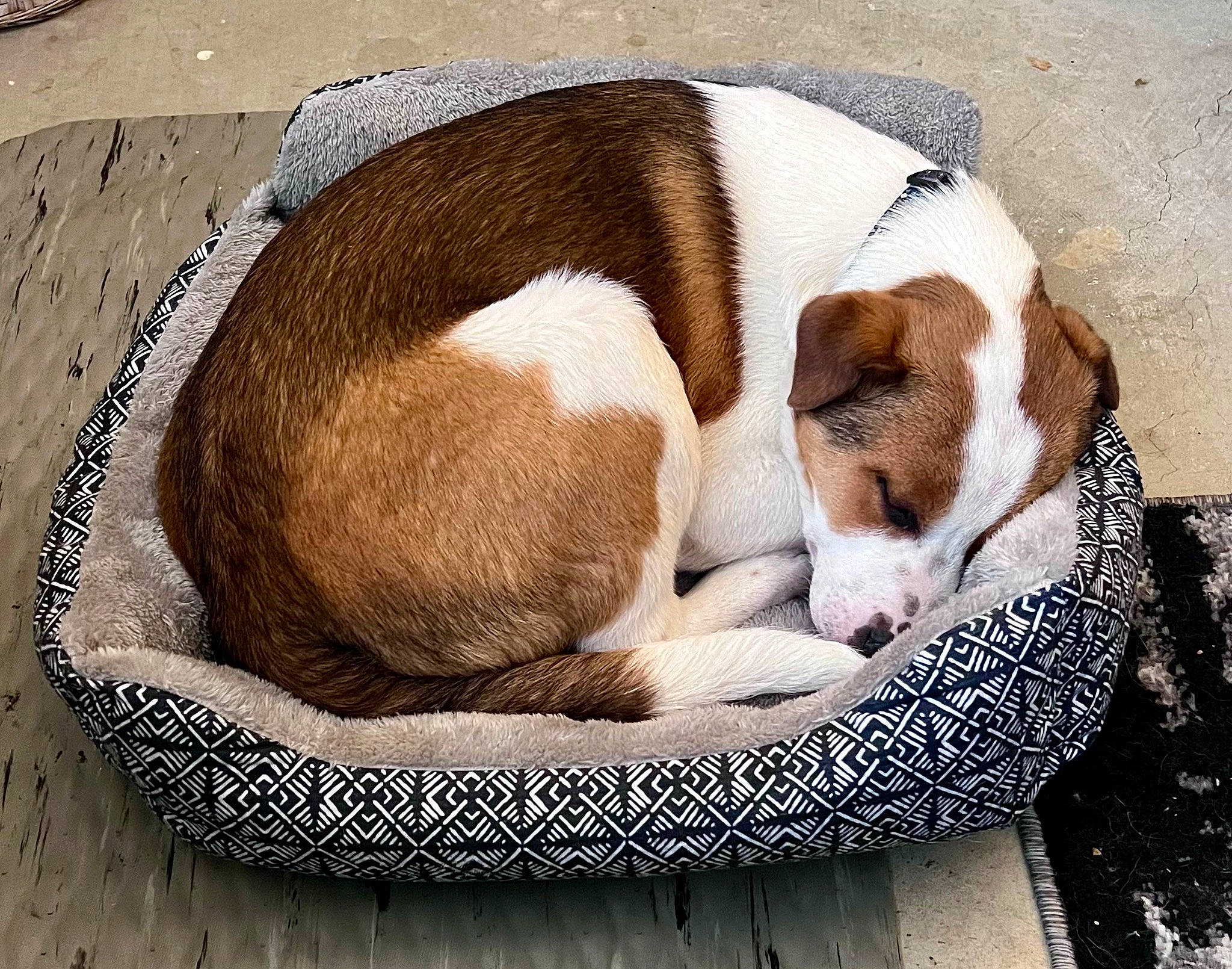 Luke is registered to the contest to win money with this photo: canidae, carnivore, comfort, companion_dog, dog, dog_bed, dog_breed, dog_supply, fawn, hound, liver, nap, pet_supply, scent_hound, sleep, sporting_group, tail, terrestrial_animal, working_animal