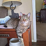 Sassy is registered to the contest to win money with this photo: cat, tabby_cat, feline, pet, animal, indoor, table, wooden_table, lamp, horseshoe, tissue_box, living_room, furniture, relaxed, paw, green_eyes, domestic_cat, cozy, household, decor