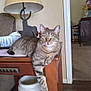 cat, tabby_cat, feline, pet, animal, indoor, table, wooden_table, lamp, horseshoe, tissue_box, living_room, furniture, relaxed, paw, green_eyes, domestic_cat, cozy, household, decor