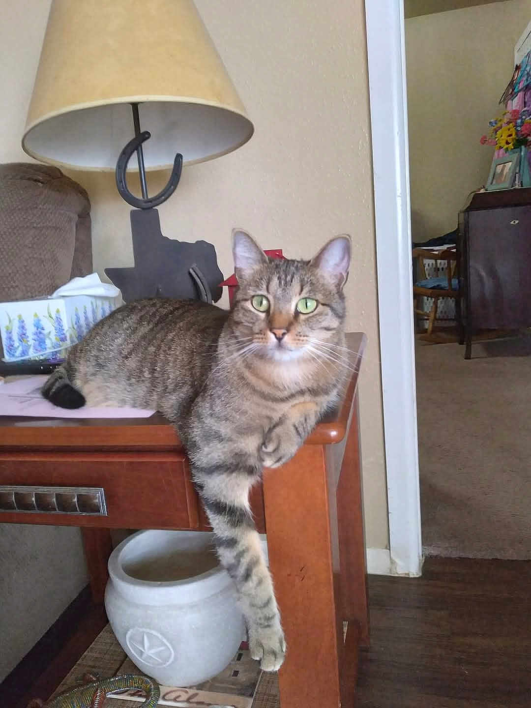Sassy is registered to the contest to win money with this photo: cat, tabby_cat, feline, pet, animal, indoor, table, wooden_table, lamp, horseshoe, tissue_box, living_room, furniture, relaxed, paw, green_eyes, domestic_cat, cozy, household, decor