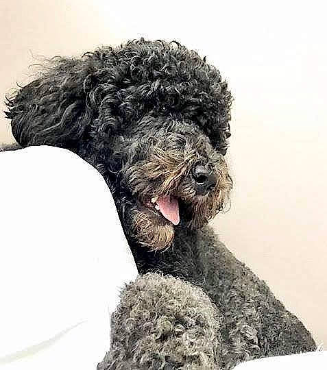 Sasha is registered to the contest to win money with this photo: canidae, carnivore, companion_dog, dog, dog_breed, fur, giant_dog_breed, labradoodle, maltepoo, non_sporting_group, pet_supply, poodle, snout, sporting_group, terrestrial_animal, terrier, toy_dog, water_dog, working_animal