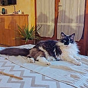 Wendy participe au concours pour gagner de l'argent avec cette photo : cat, indoor, bed, blanket, furniture, plant, curtains, window, wooden, cozy, pet, fluffy, relaxed, animal, living_room, home, domestic, resting, patterned, curious