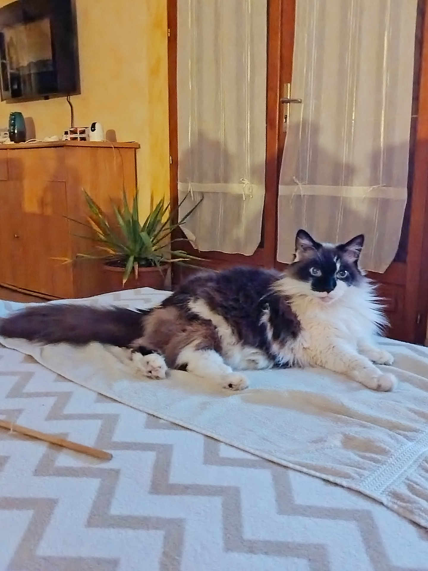 Wendy participe au concours pour gagner de l'argent avec cette photo : cat, indoor, bed, blanket, furniture, plant, curtains, window, wooden, cozy, pet, fluffy, relaxed, animal, living_room, home, domestic, resting, patterned, curious