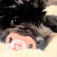 Baby Ghost is registered to the contest to win money with this photo: adorable, animal, black_dog, blanket, close_up, comfort, cozy, cute, cute_pet, dog, face, fur, indoor, pacifier, pet, resting, sleepy, snuggle, soft_texture, toy