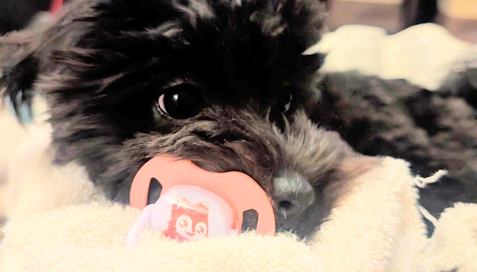 Baby Ghost is registered to the contest to win money with this photo: adorable, animal, black_dog, blanket, close_up, comfort, cozy, cute, cute_pet, dog, face, fur, indoor, pacifier, pet, resting, sleepy, snuggle, soft_texture, toy