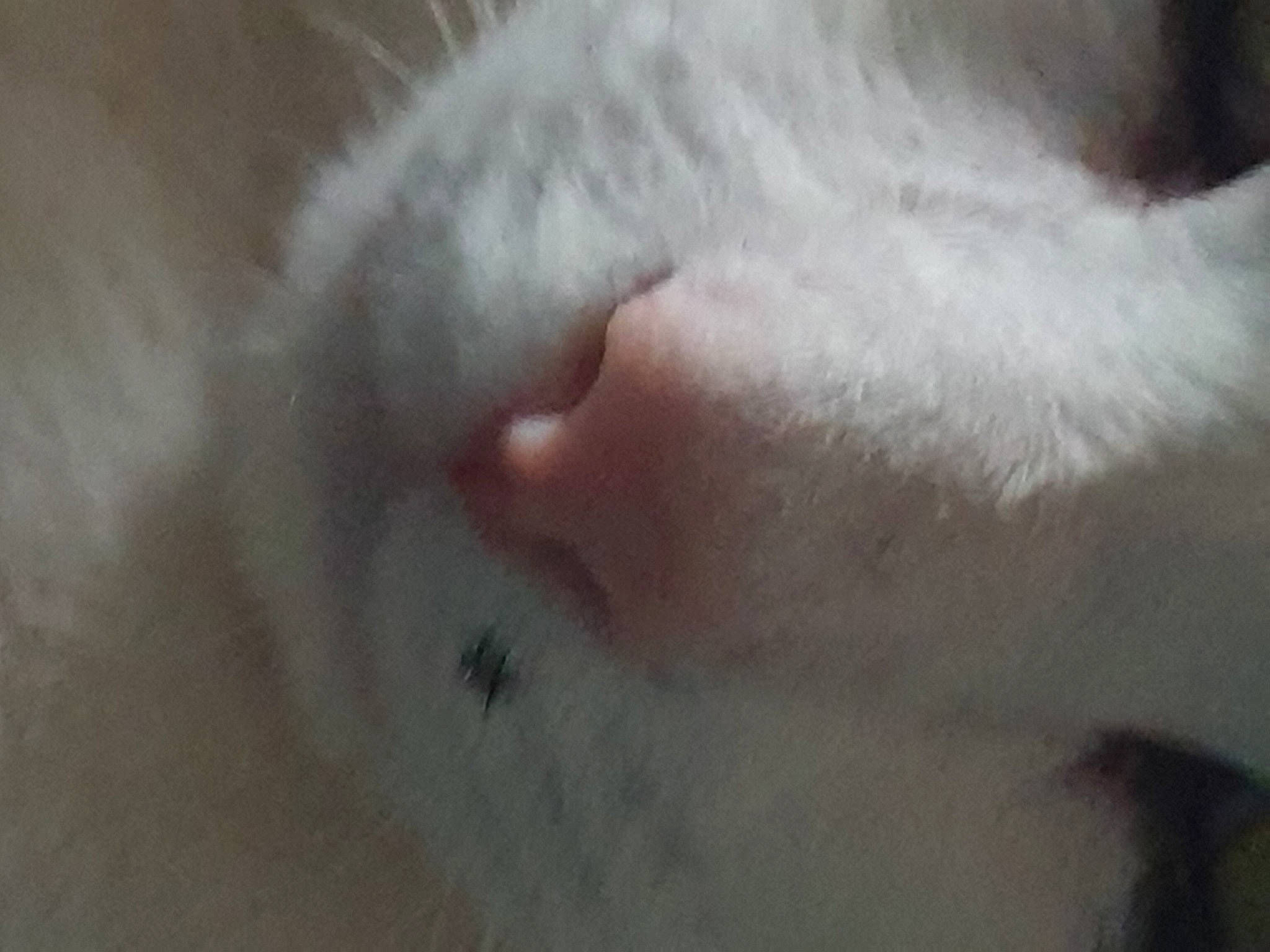 Bounty a rejoint le concours — aidez-le/la à gagner de superbes lots ! beard, canidae, carnivore, cat, claw, close_up, ear, eyelash, fawn, felidae, fur, paw, small_to_medium_sized_cats, snout, snow, sporting_group, tail, terrestrial_animal, whiskers