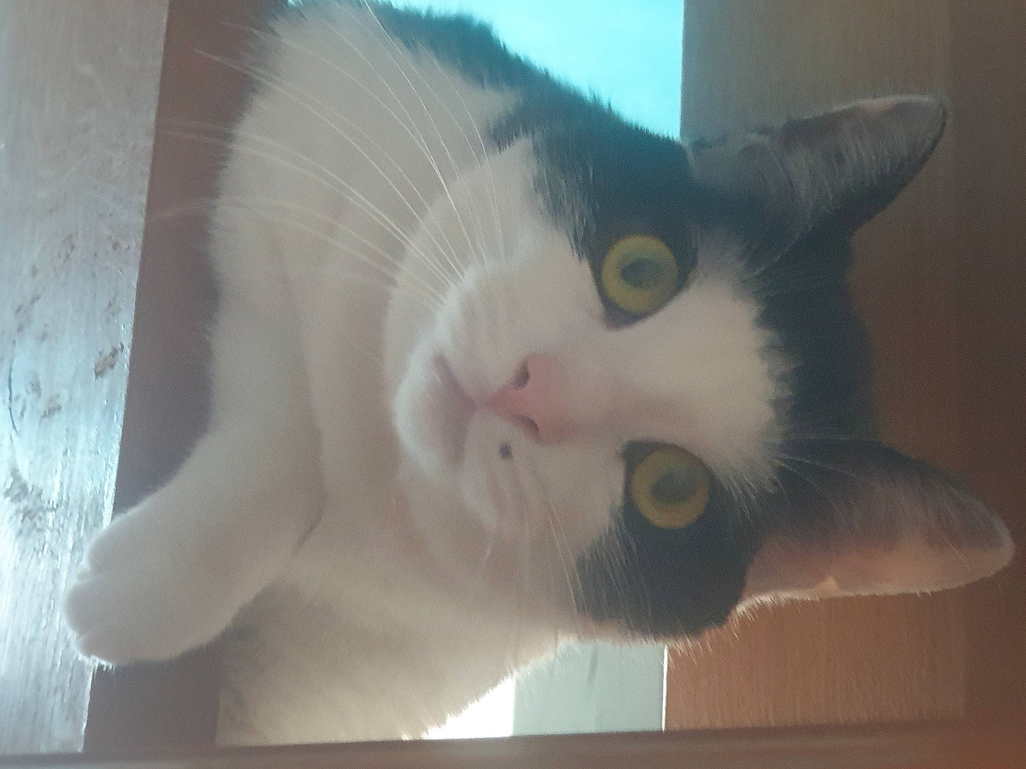 Bounty a rejoint le concours — aidez-le/la à gagner de superbes lots ! carnivore, cat, domestic_short_haired_cat, ear, eye, eyebrow, eyelash, felidae, fur, head, human_body, leg, paw, small_to_medium_sized_cats, snout, tail, whiskers